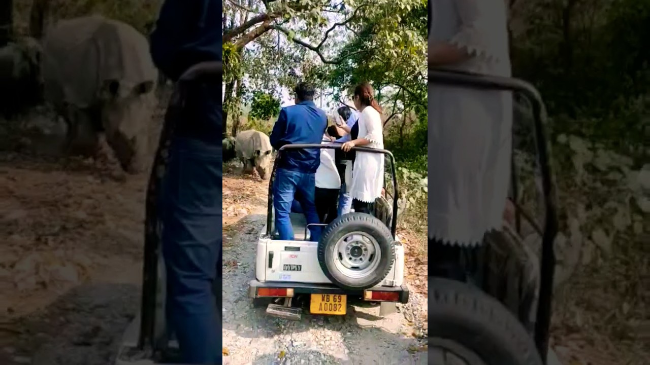 Rhinos attack tourists in Jaldapara forest,Doars  #travel #trending #shortsviral #safari #accident