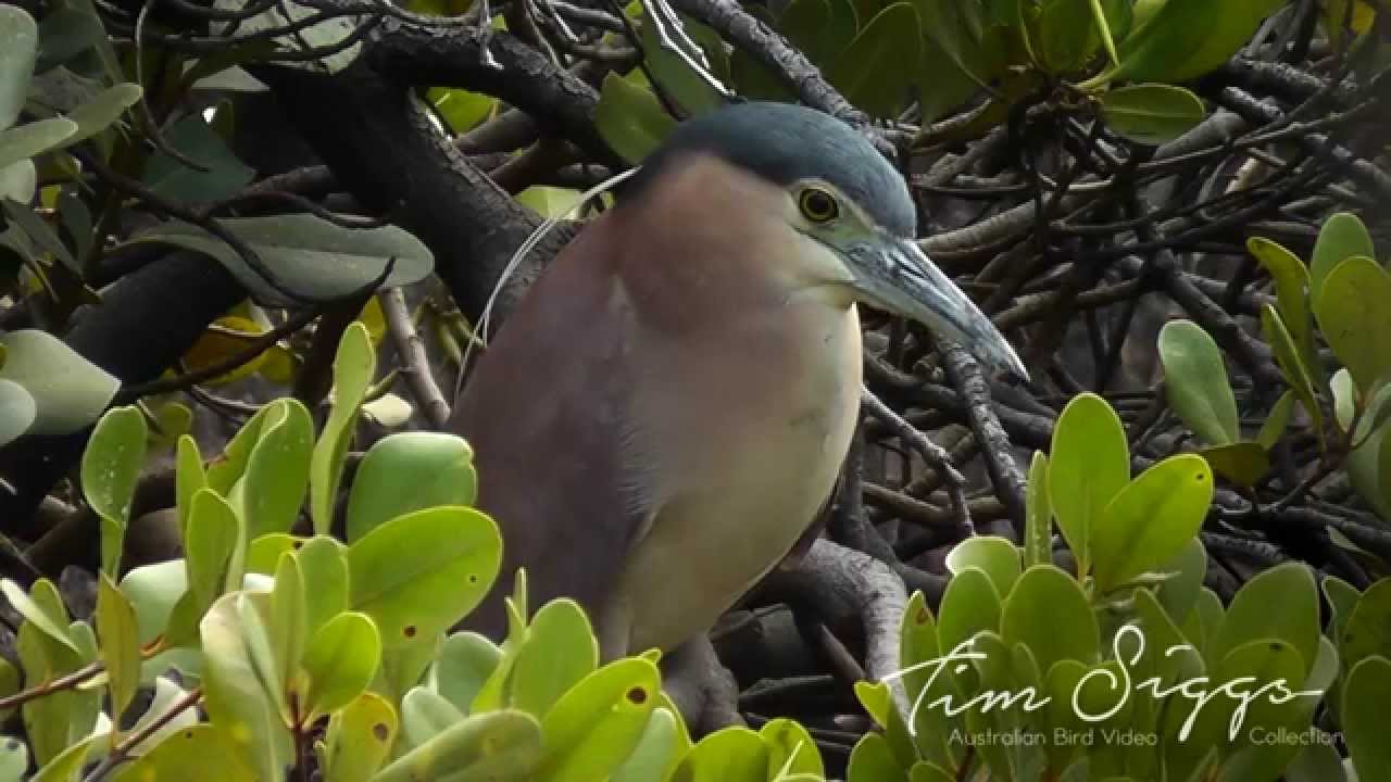 Nankeen Night Heron ( Nycticorax caledonicus)  HD Video 1/1 Australian Bird Media.