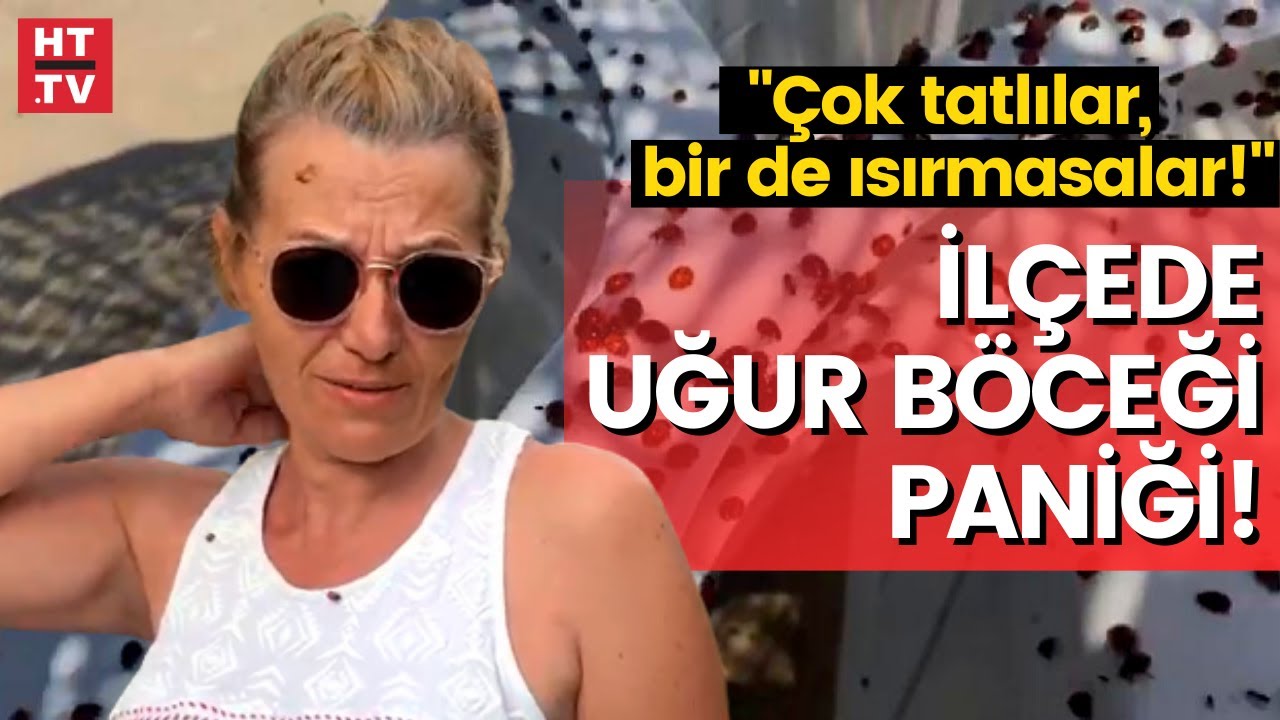 İlçede uğur böceği istilası!