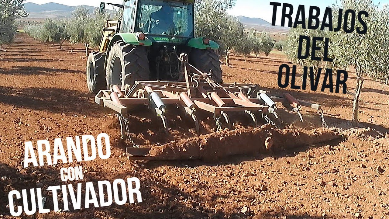 ARANDO LAS OLIVAS