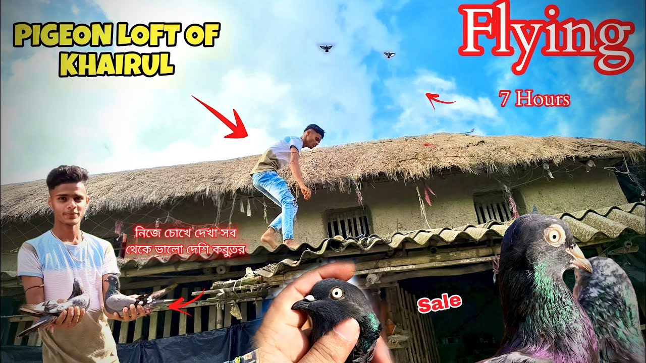 নিজে চোখে দেখা সব থেকে ভালো দেশি কবুতর | Flying 7Hours | PIGEON LOFT OF KHAIRUL