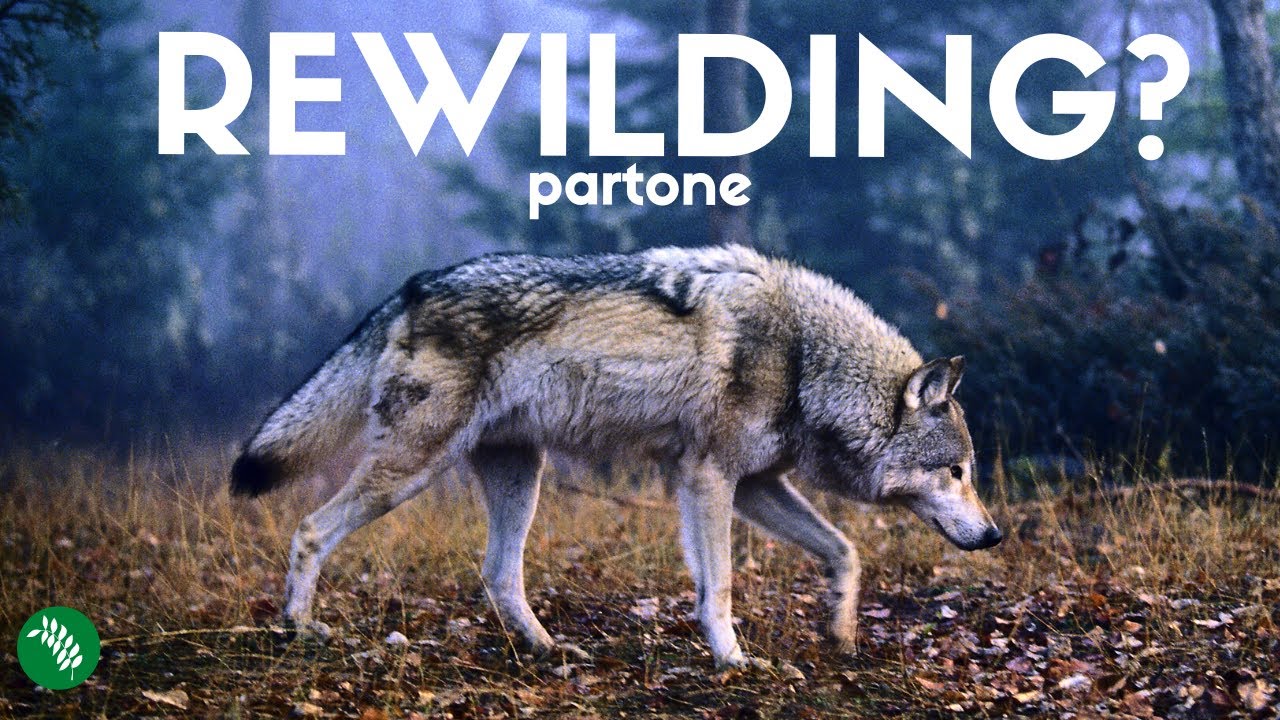 What is REWILDING? - Part One