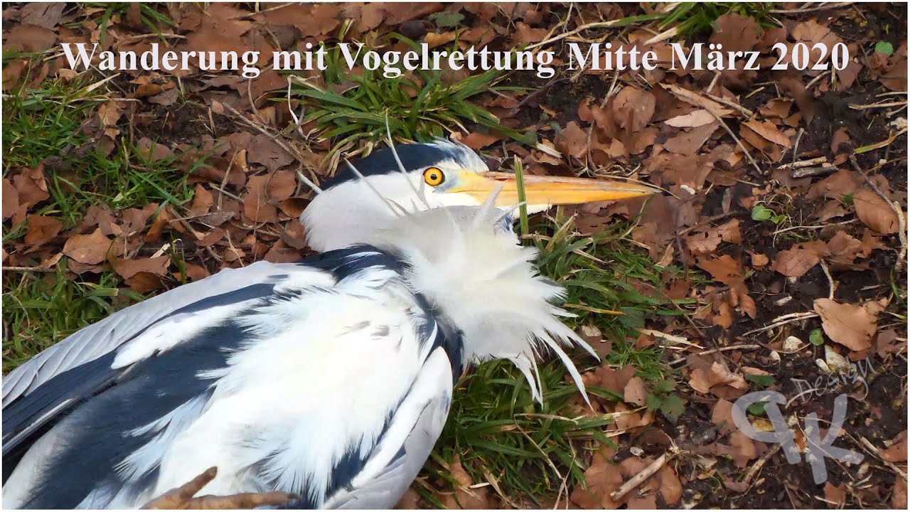 Bachwanderung mit Vogelrettung...