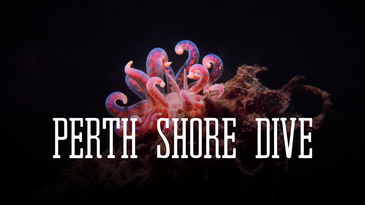 Perth Shore Dive