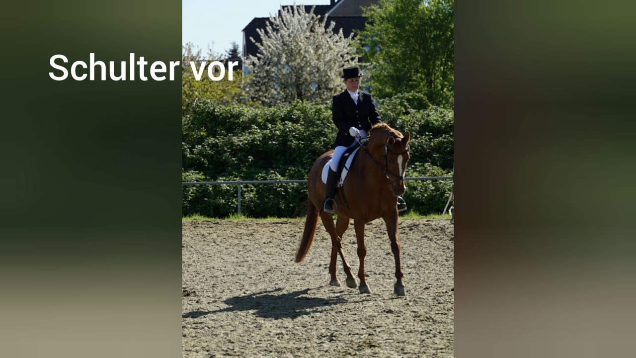 Ausbildungsskala Geraderichtung