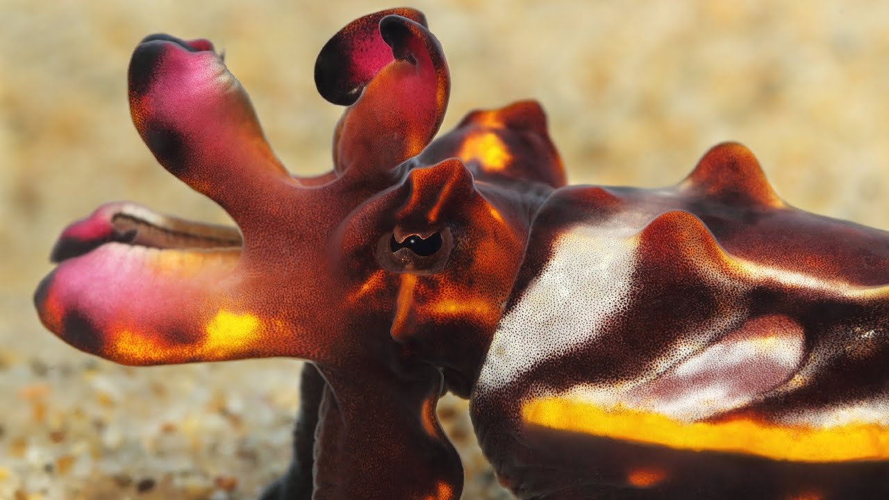 Flamboyant cuttlefish tends to her eggs