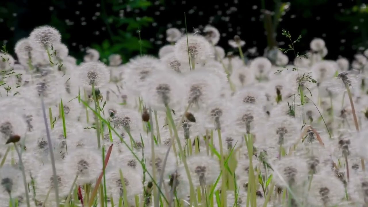 Healing Forest Hymn 🌿✨ 528 Hz + 432 Hz Ambient • For Deep Calm\Focus (No Vocals)