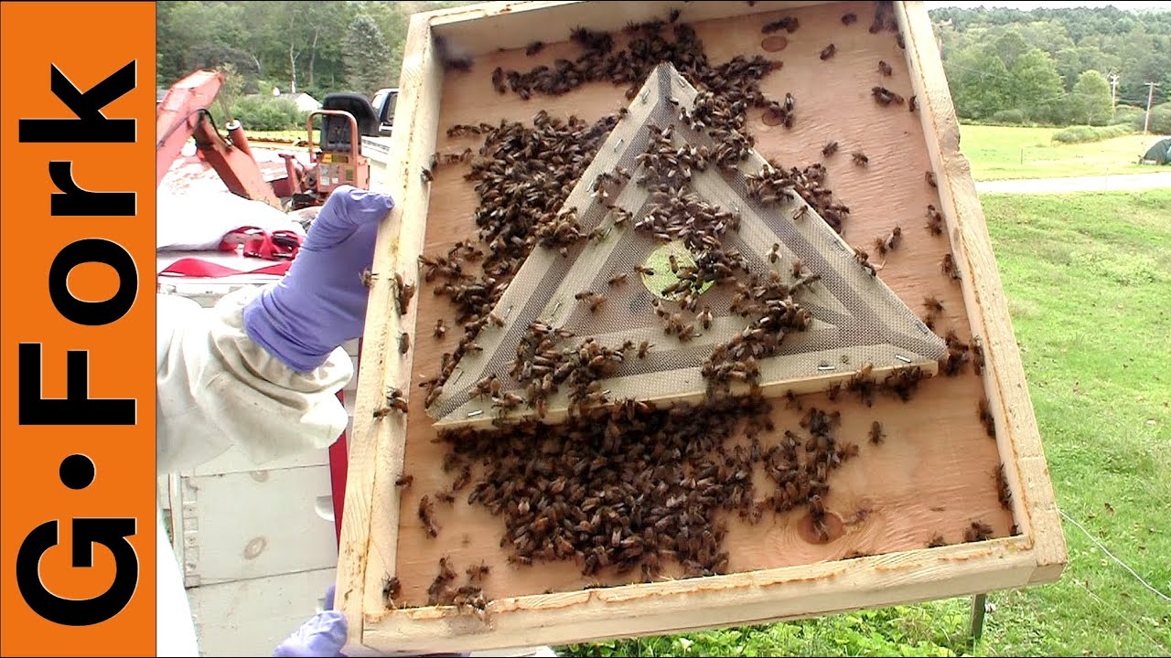 Harvest Honey With Bee Escape - Beekeeping 101 - GardenFork