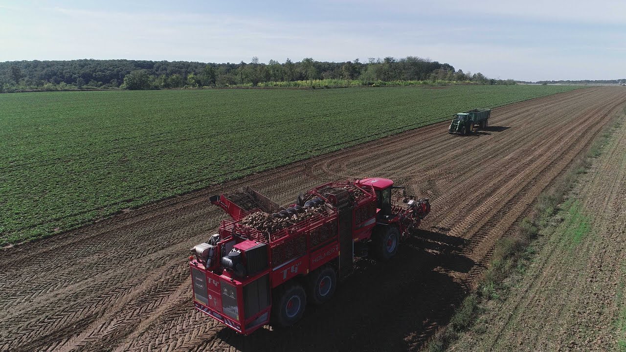 2024 cukorrépa szedés és rakódás⎮ Holmer Terra Dos T4 40 ⎮Holmer Terra Felis 2