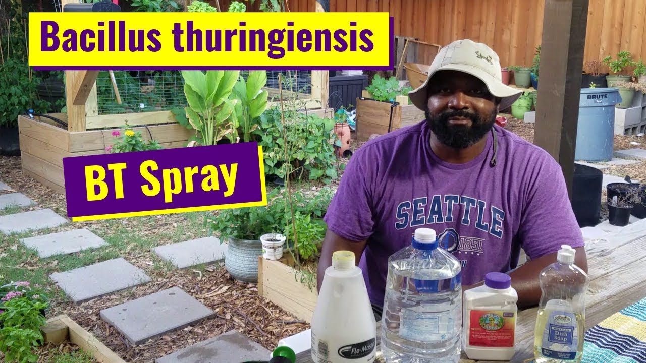 BT Spray