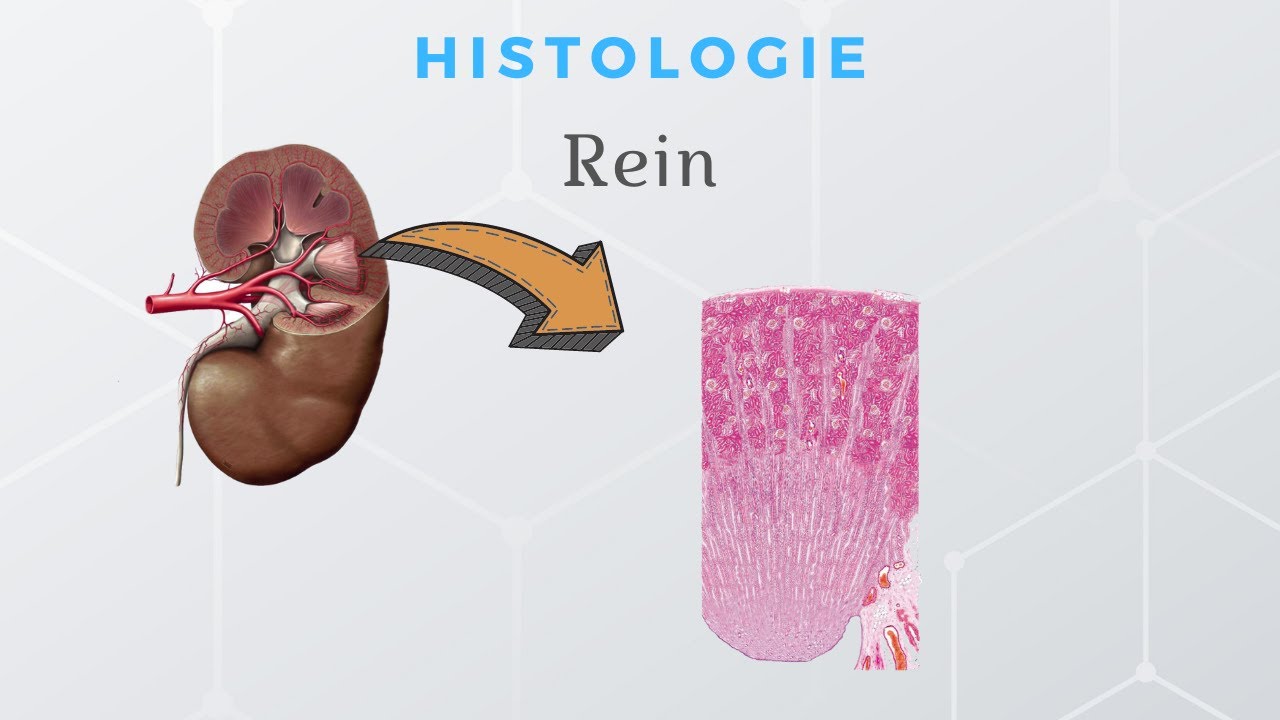 Histologie du Rein