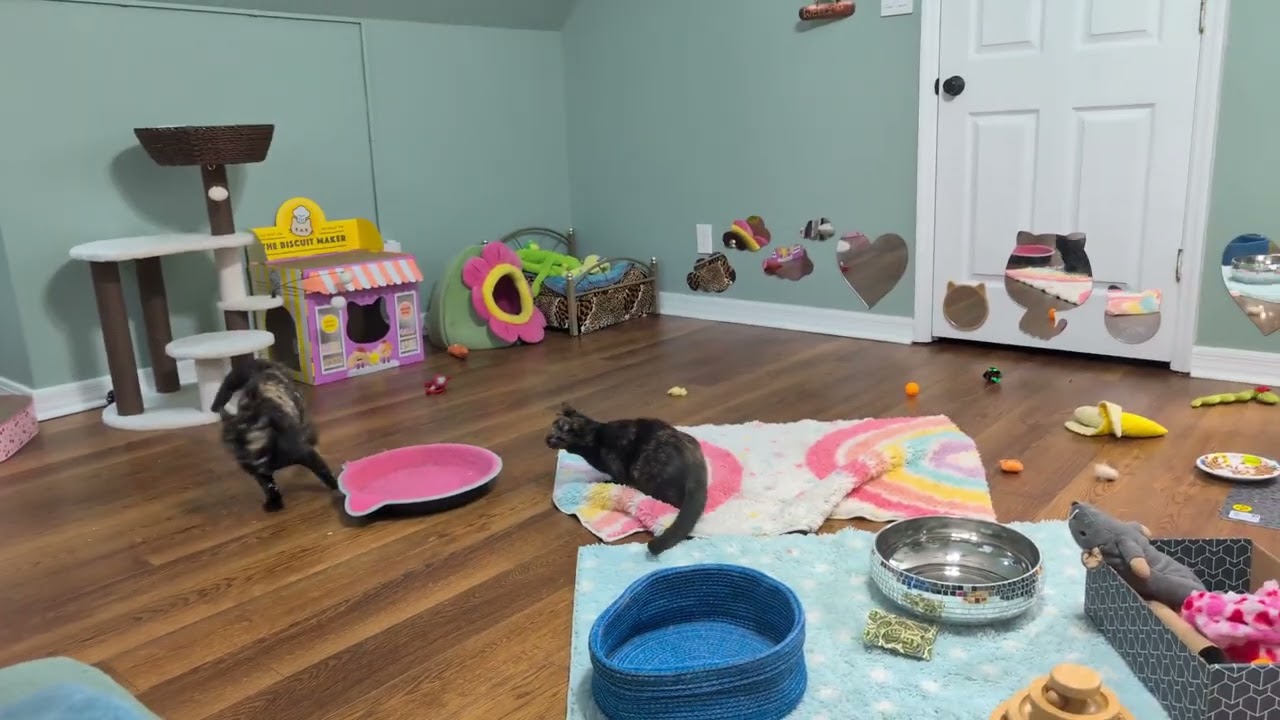 Kate & Ollie: Ollie & Kate playing