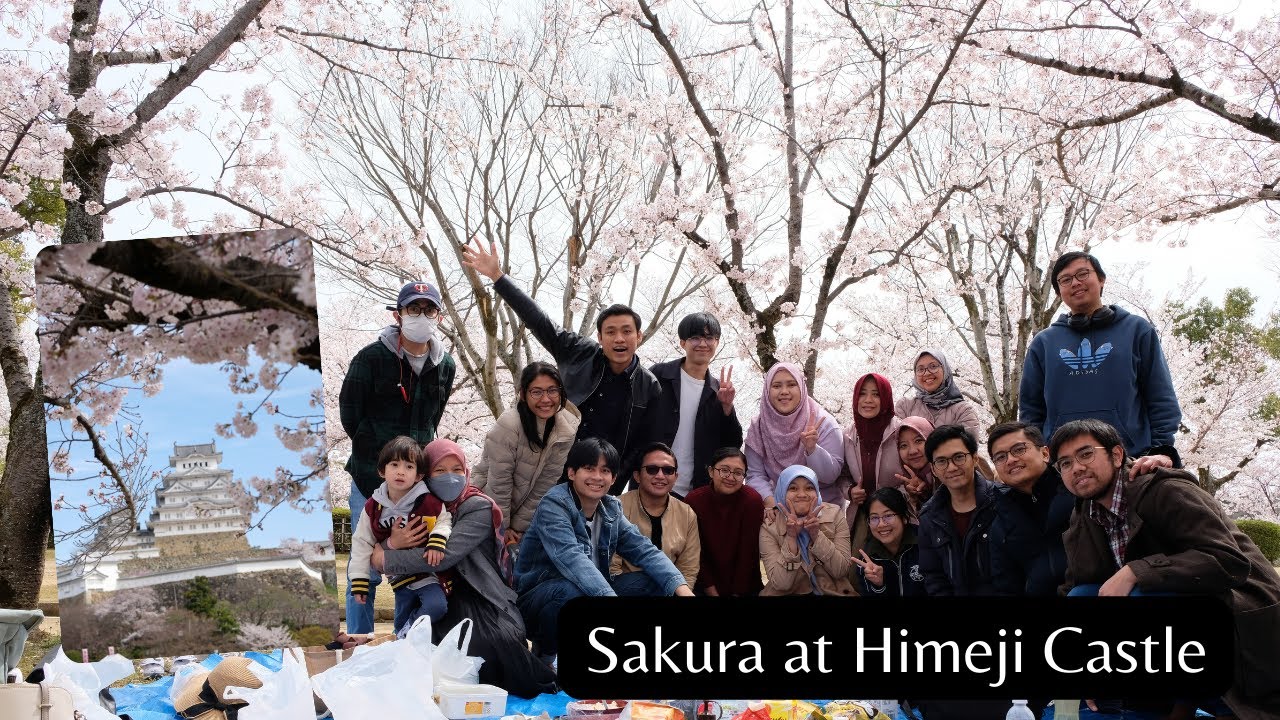 Melihat Bunga Sakura (Hanami) di Himeji Castle, Jepang [in 4K]