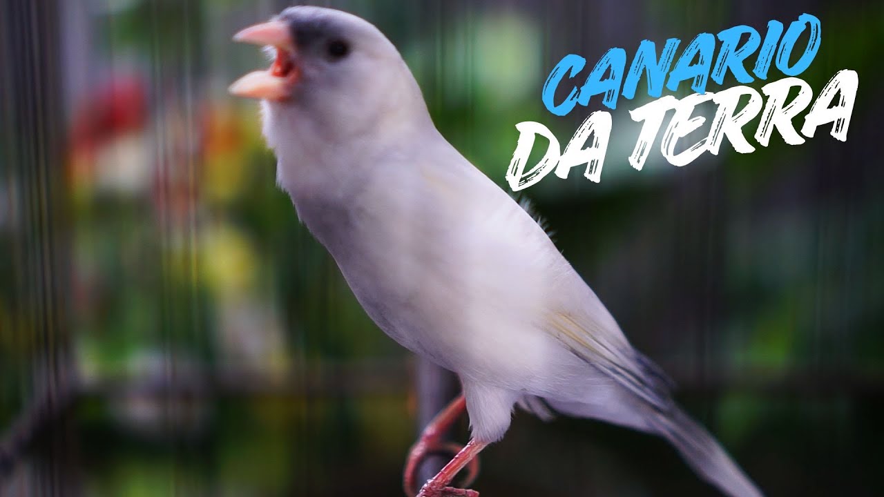 professor canário para o seu bebê #04 - treinamento de canto canário