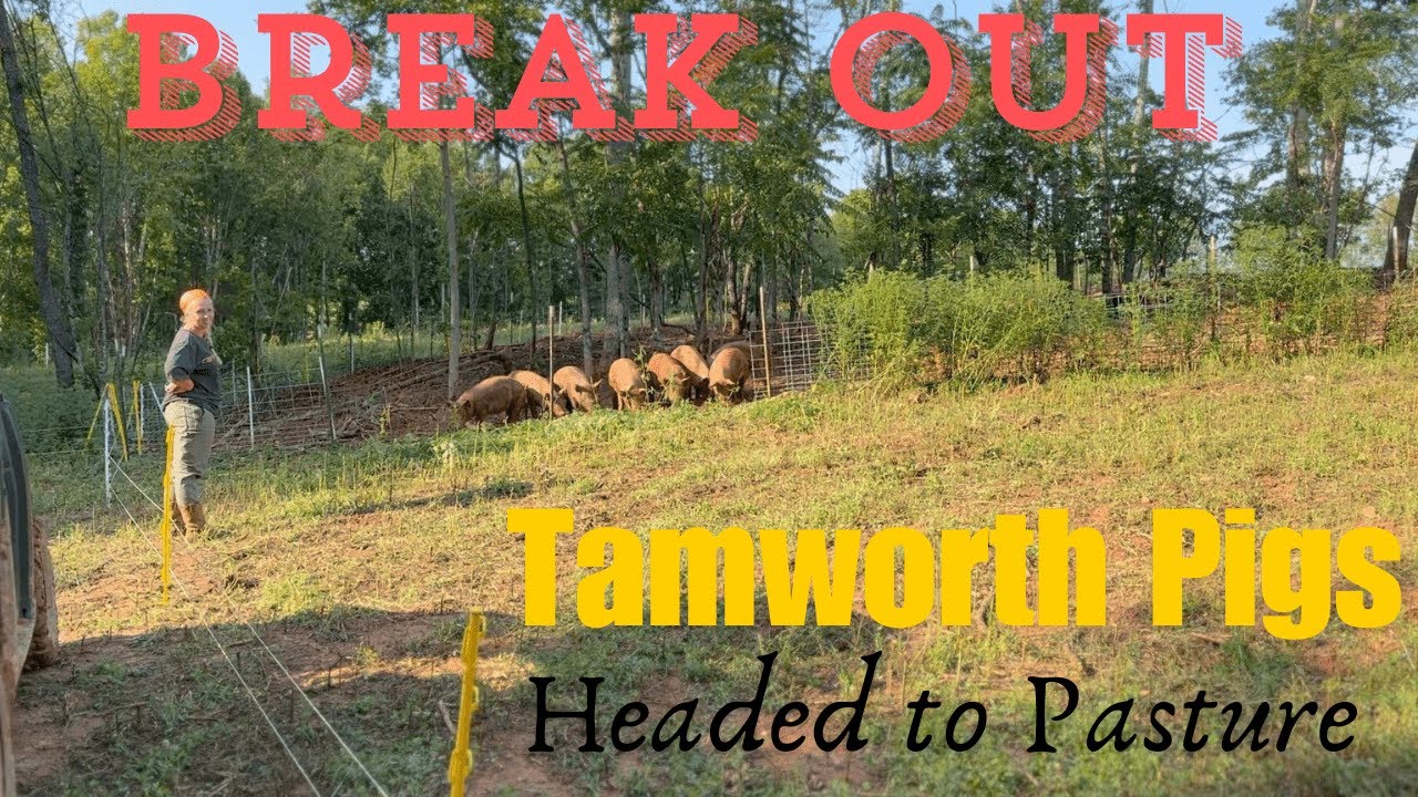 EP. 57 | Incredible Forage | Our Tamworth Pigs are Headed to a 5 Acre Clear Cut