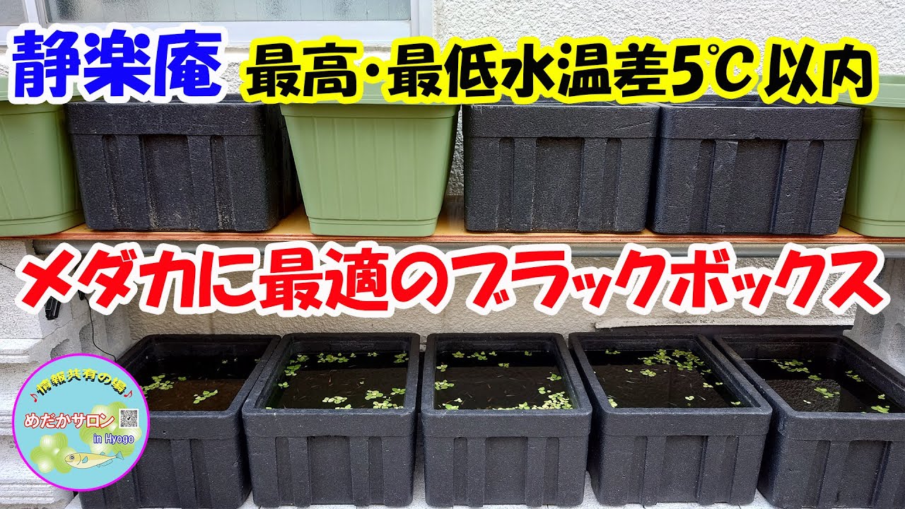 第187回 【メダカに最適のブラックボックス】
