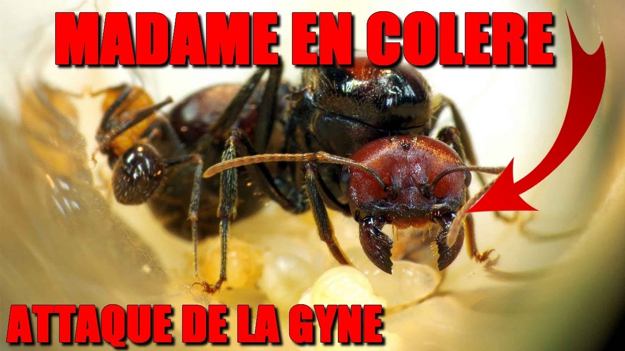 avez vous déjà vue l'agressivité d'une gyne Messor cephalotes dingue!!!