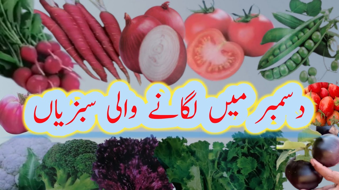 These vegetables to plant at home in december|December me lagane wali sabjiyan|winter vegetables|