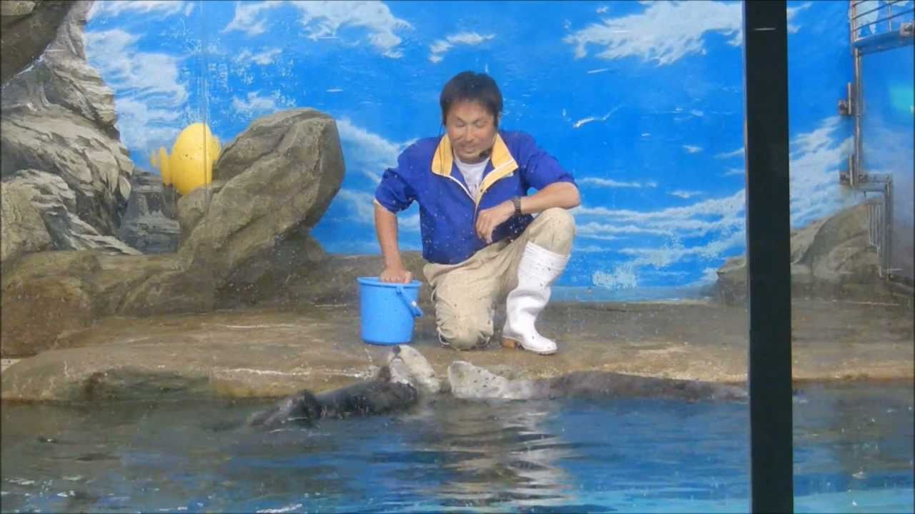 2011マリンワールド海の中道｢ラッコのパフォーマンス｣GWスペシャル