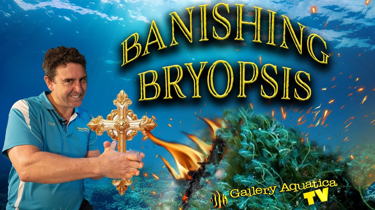 Banishing Bryopsis! (with results). Cleaning up the Camera Mans Reef