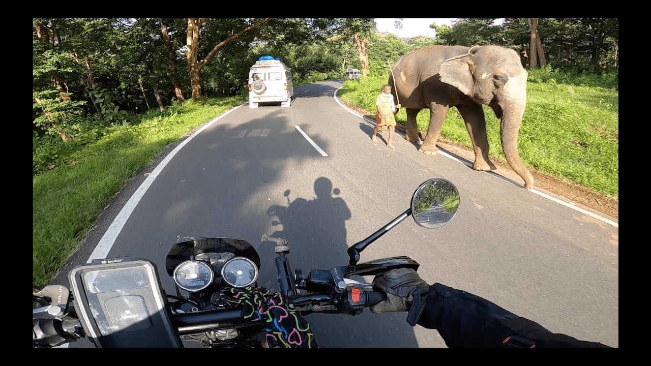 Bandipur & Mudumalai Tiger Reserve | Bengali Vlog | Bangalore to Ooty Solo Ride, Part 2 #bengalivlog