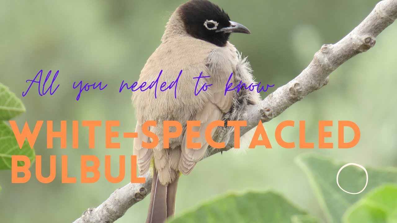 White-spectacled Bulbul facts 🦜 most common member of the bulbul family in Israel 🇮🇱 Lebanon 🇱🇧