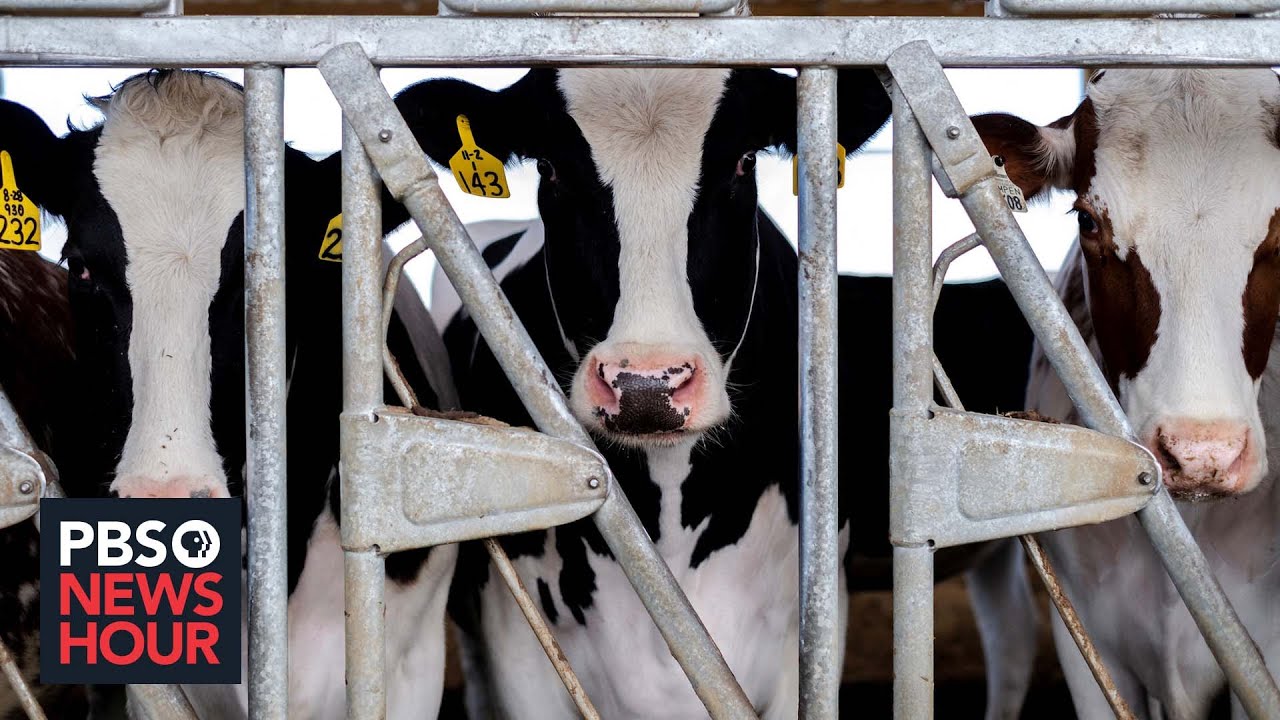 Fragments of bird flu virus detected in cow's milk sold in grocery stores