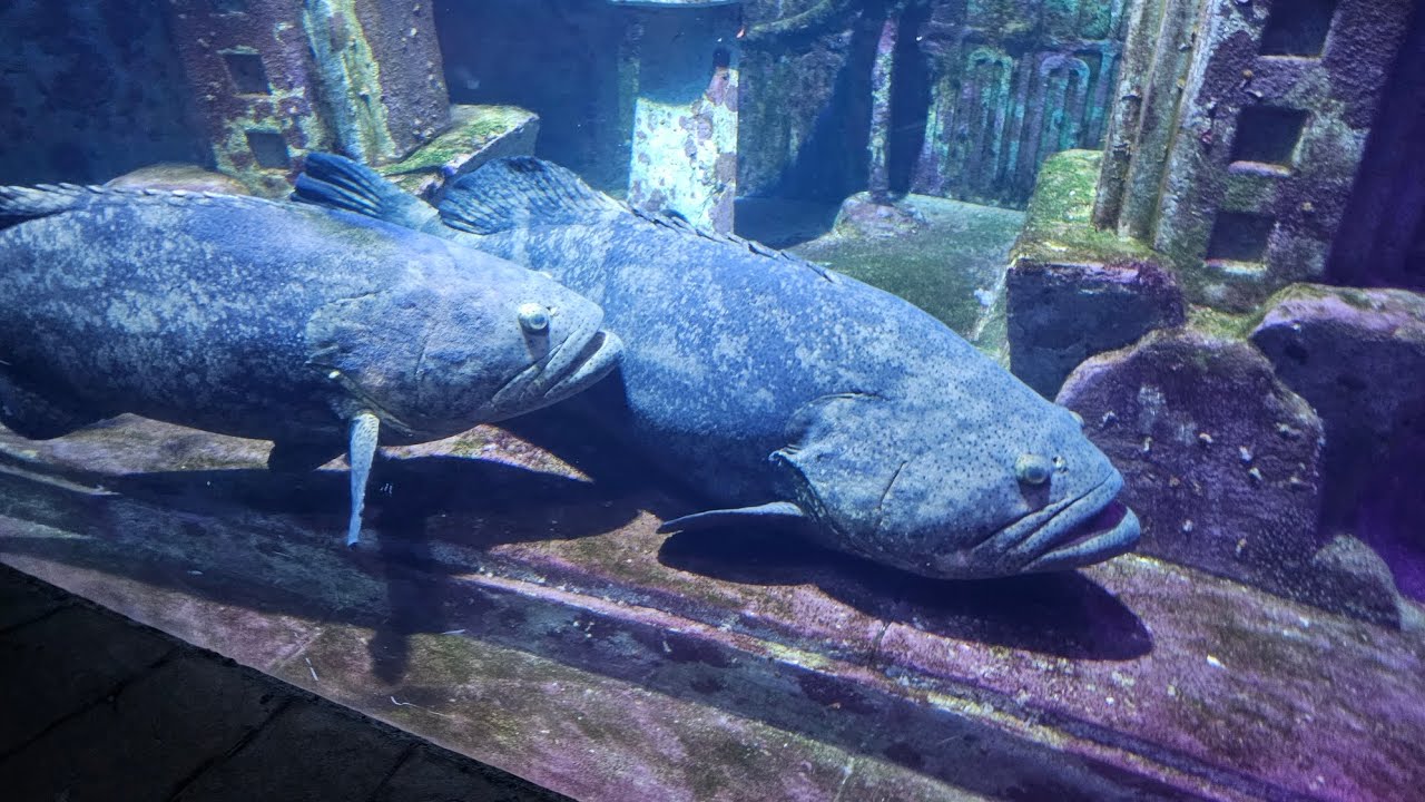 #The Bahamas ,#Atlantis, #aquarium