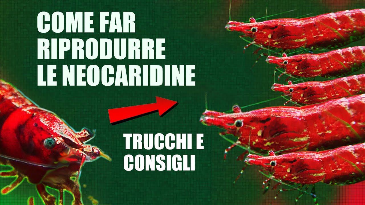 Come far RIPRODURRE le CARIDINE: Trucchi e Consigli Utili