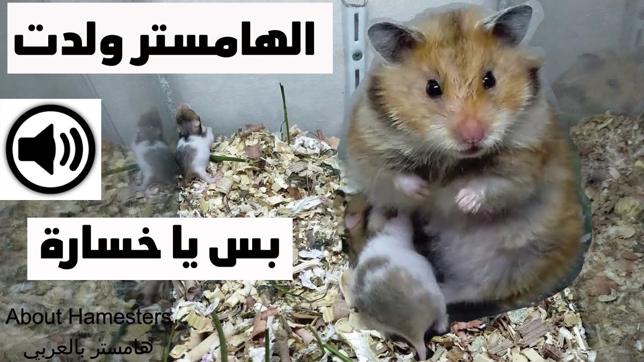 تنظيف قفص الهامستر بعد الولادة  Clean the hamster cage after birth