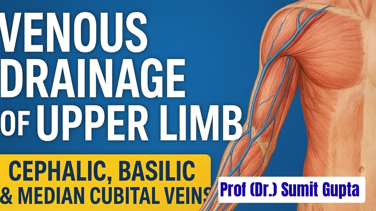 Venous Drainage of Upper Limb | Cephalic, Basilic & Median Cubital Veins Explained