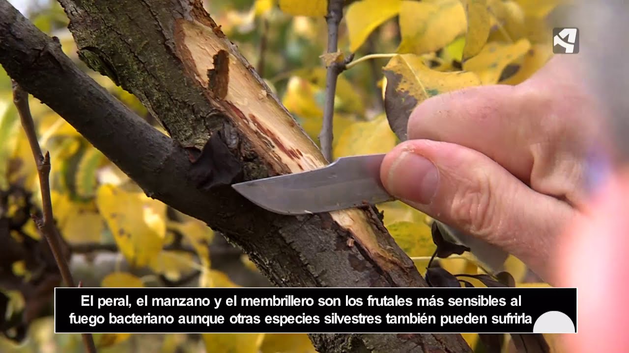 El fuego bacteriano amenaza el cultivo del peral
