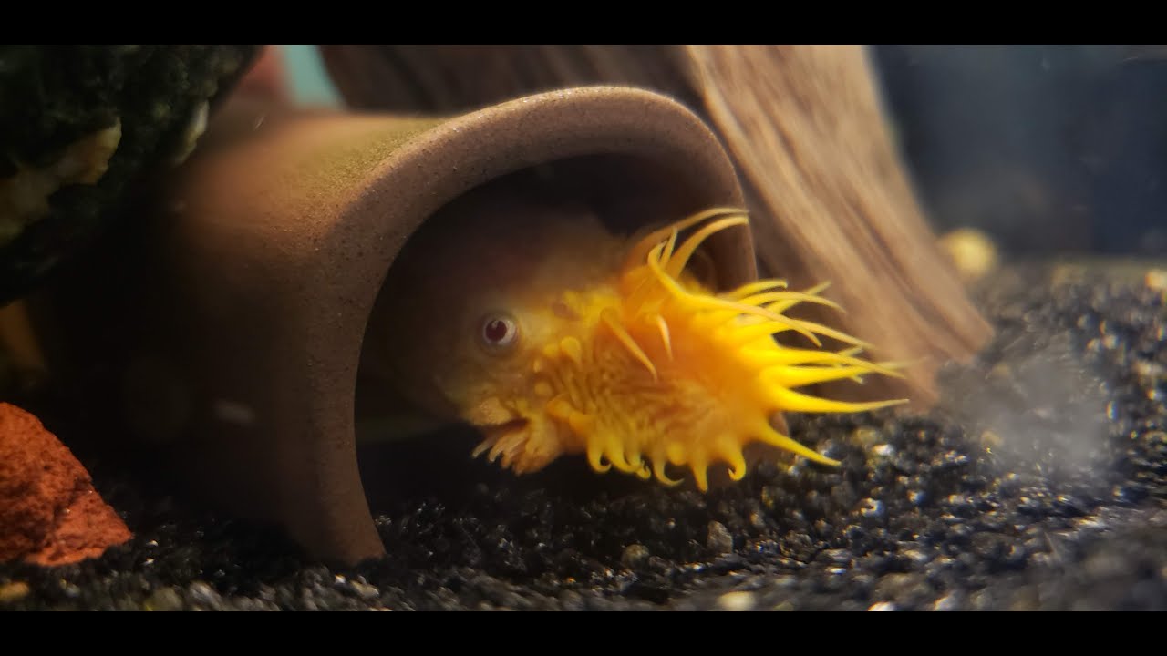 Breeding Bristlenose Plecos In a Community Tank