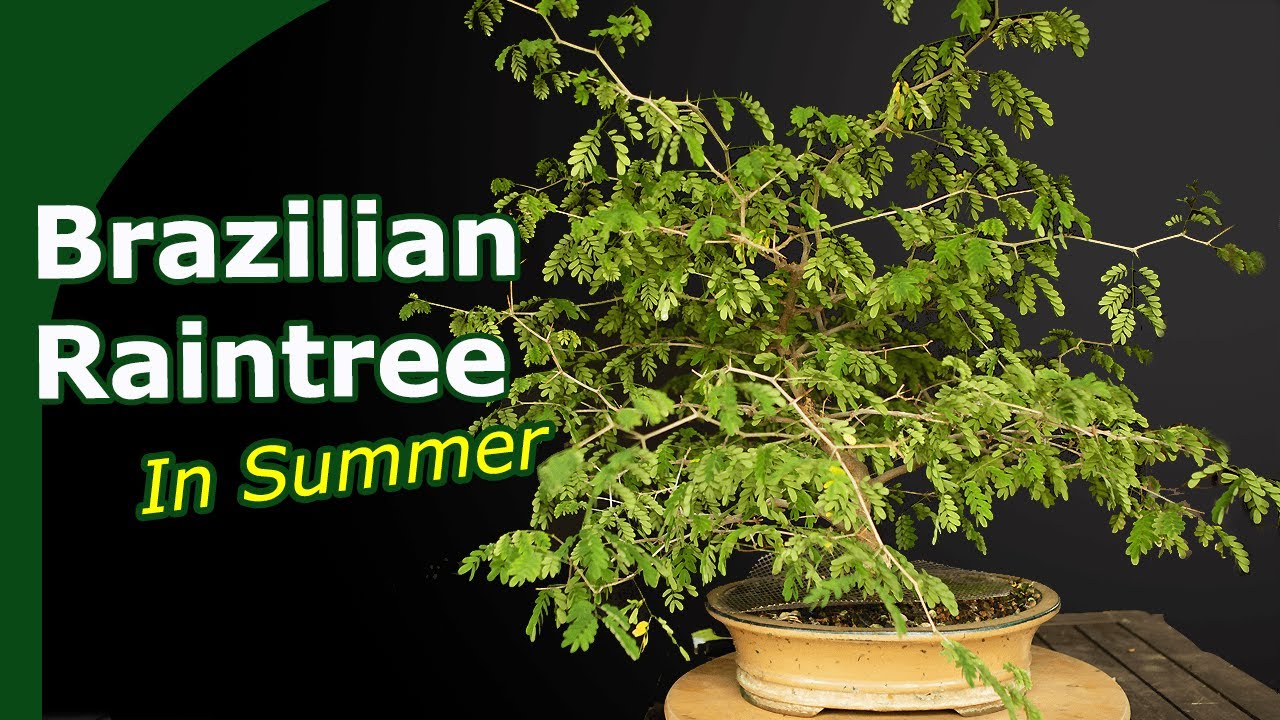 Brazilian Raintree Bonsai Session: Shaping, Repotting & Propagating