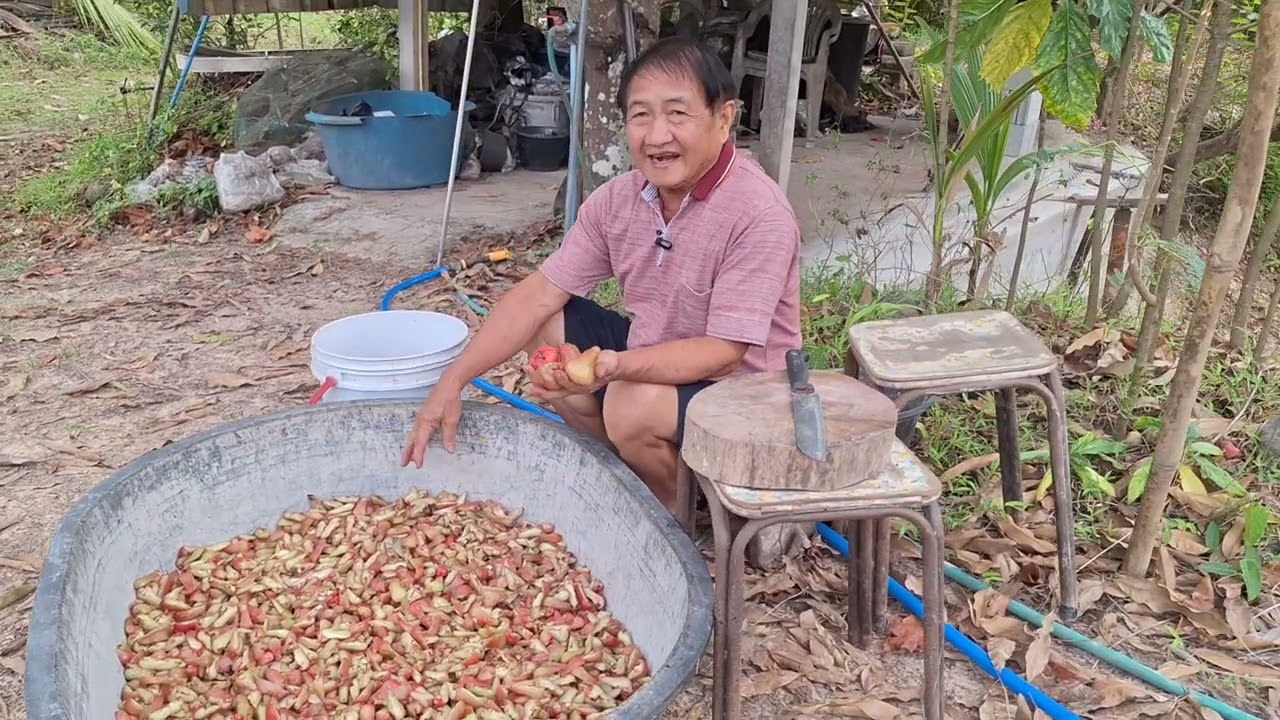 เก็บชมพู่ไปทำเป็นอาหารปลา #เกษตรพอเพียง  #เกษตรผสมผสาน  #fruit 