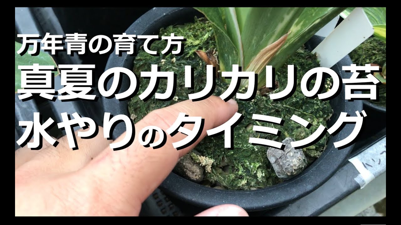 【万年青の育て方】豊明園の水やりのタイミング　真夏のカリカリの苔【万年青の豊明園】【Timing of mid-summer watering OMOTO Look at the moss】