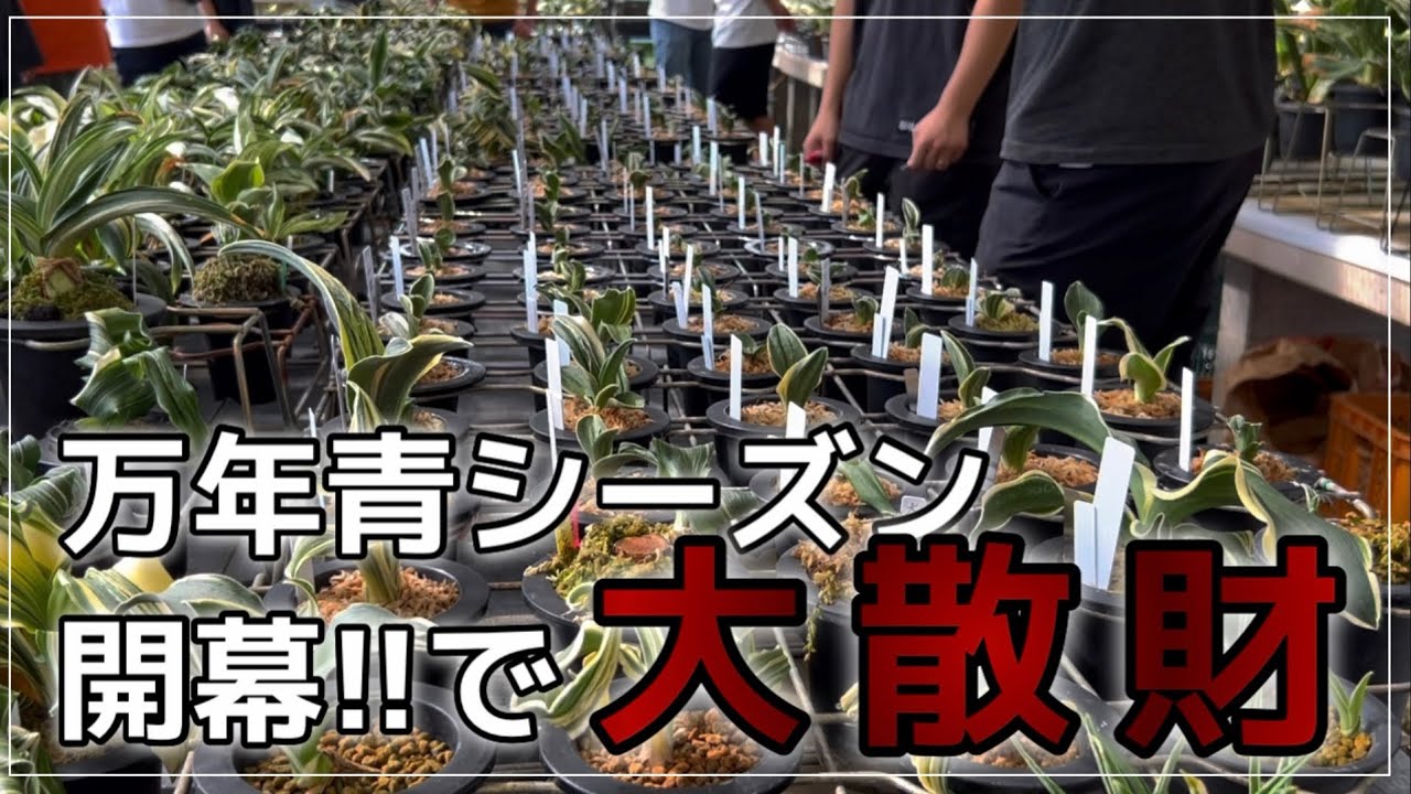 【大散財】一切の悔い無し。万年青シーズン開幕！！