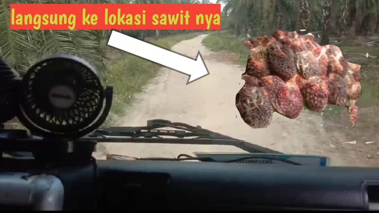 Ramadhan kali Ini Buah Sawit Di Riau Lagi Sepi!!!!