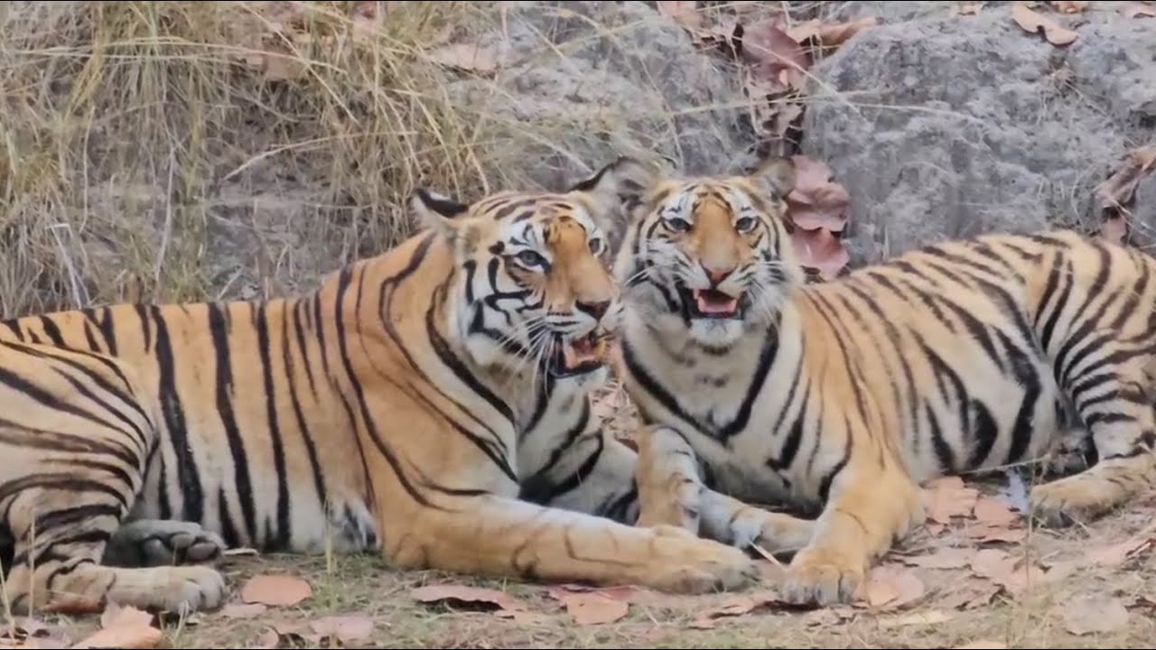 STUNNING QUEENS, PRIVATE MOMENTS & RARE SIGHTS - SANJAY DUBRI NATIONAL PARK