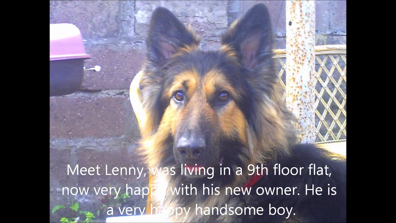 volunteering for cefni gsd rescue