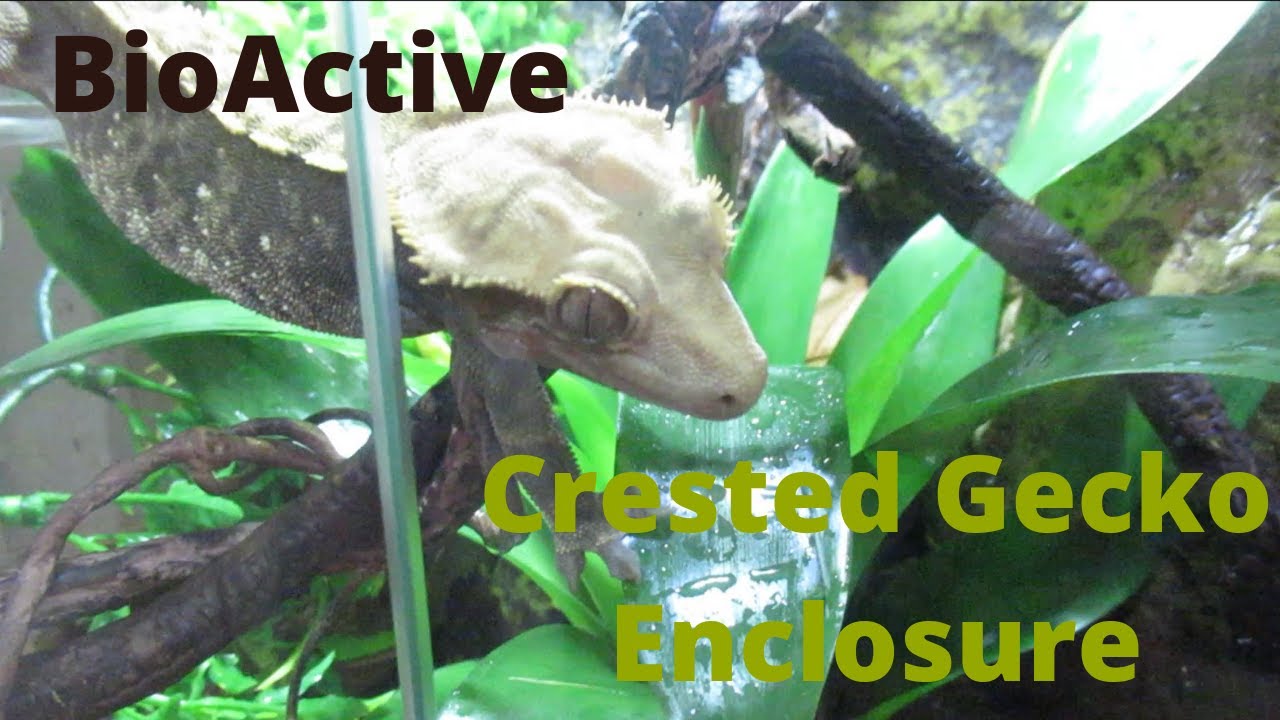 Bioactive Crested Gecko Enclosure