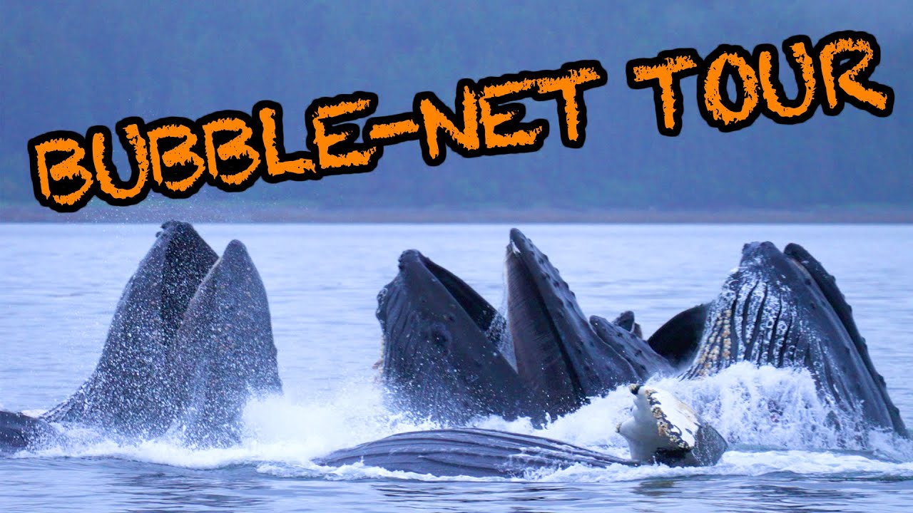 WHALE BUBBLE - NET FEEDING  PHOTOGRAPHY TOUR - ALASKA