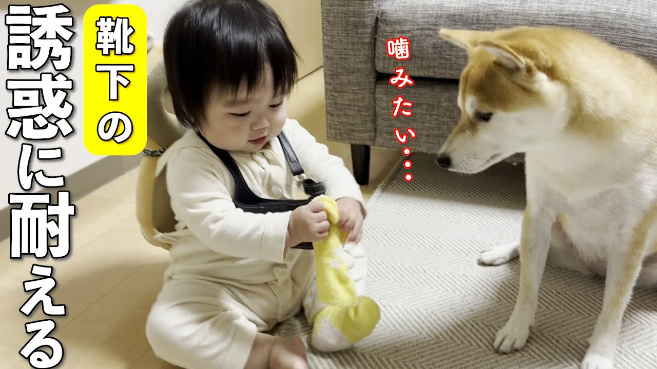 靴下で遊ぶ１歳児の隣で必死に誘惑に耐えてる柴犬