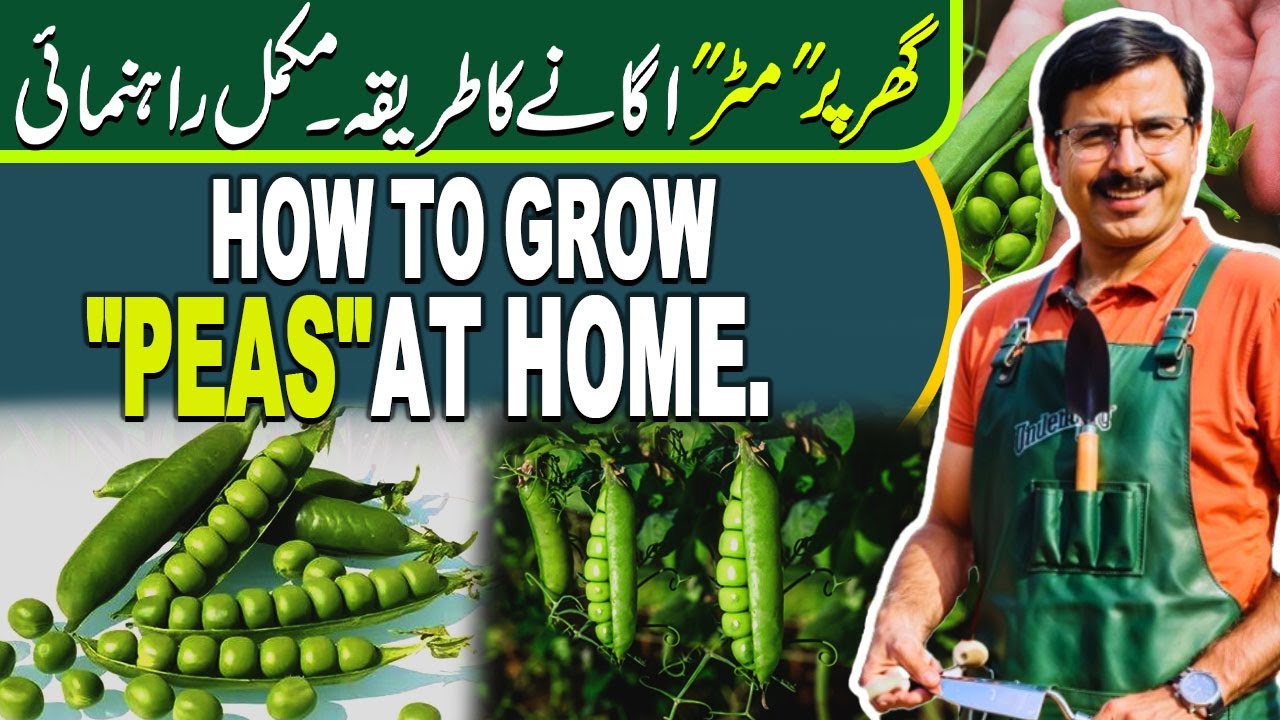 How to grow 
