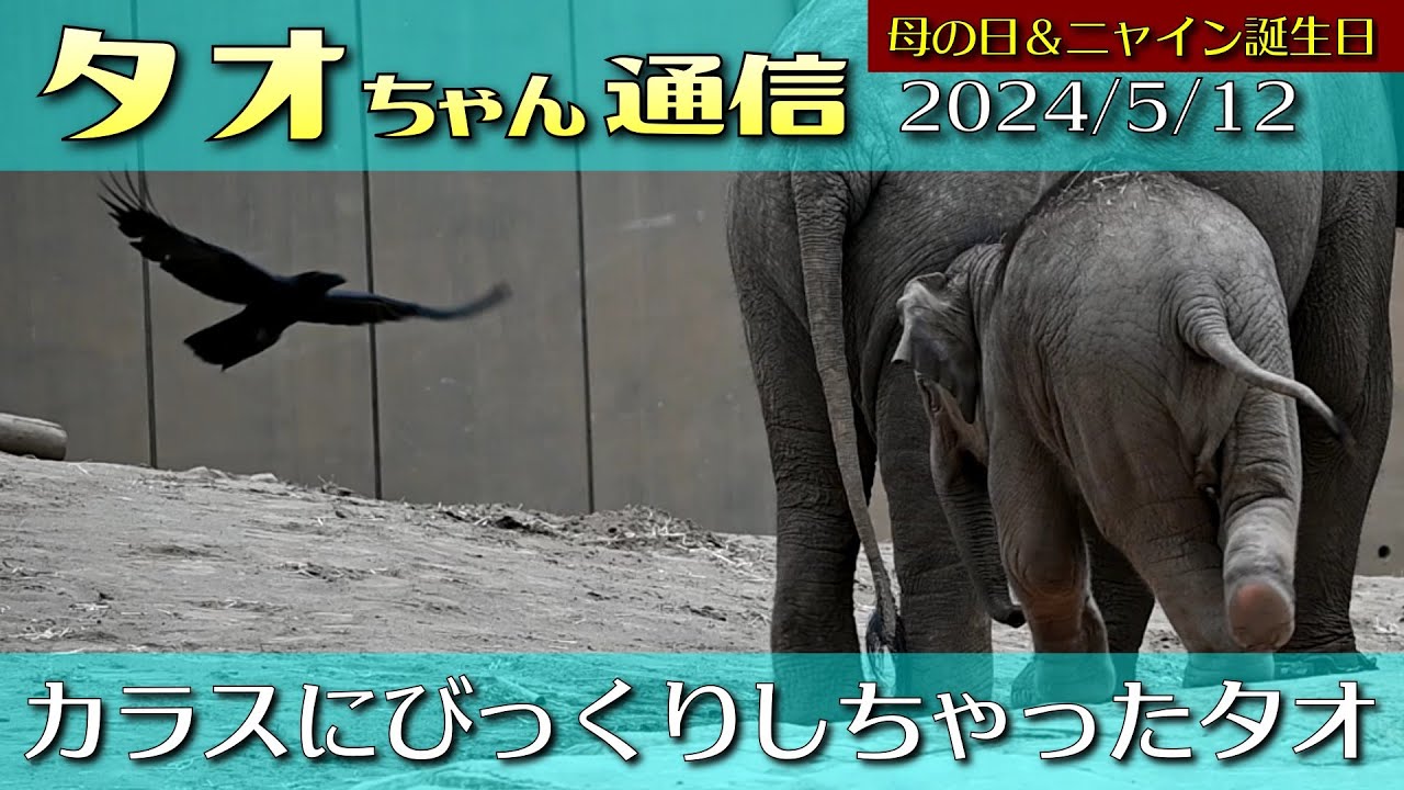タオちゃん通信 2024/5/12 カラスに驚いたタオをみんなで守る！圧巻のゾウの行動　#円山動物園 #アジアゾウ