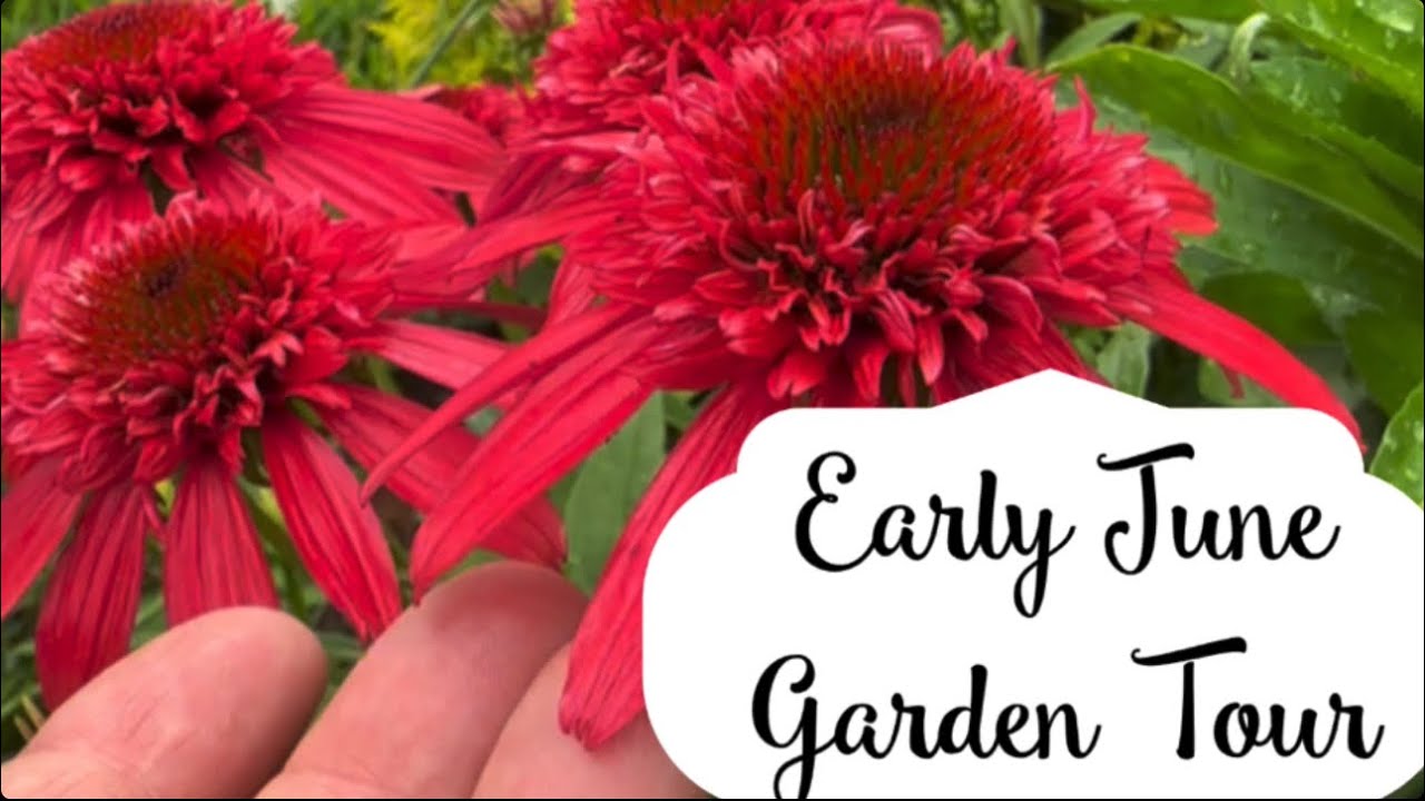 Early June Garden Tour.   Coneflowers, balloon flowers and lilies are making their appearance!