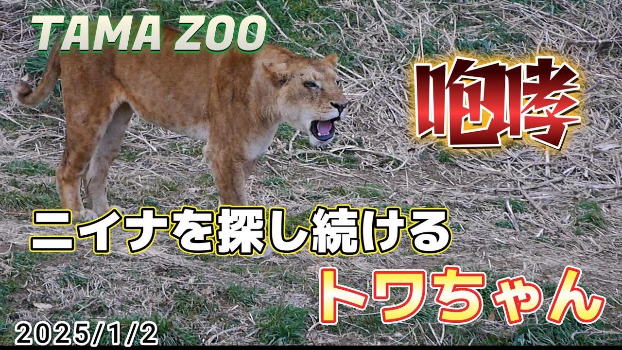 ニイナを探し続けるトワちゃん　2025/1/2【多摩動物公園　ライオン】