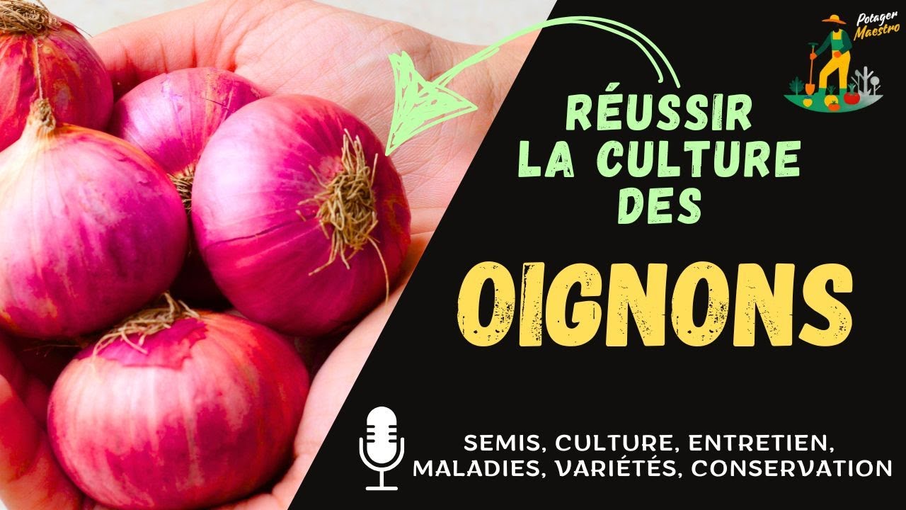 Réussir la culture des oignons dans votre potager