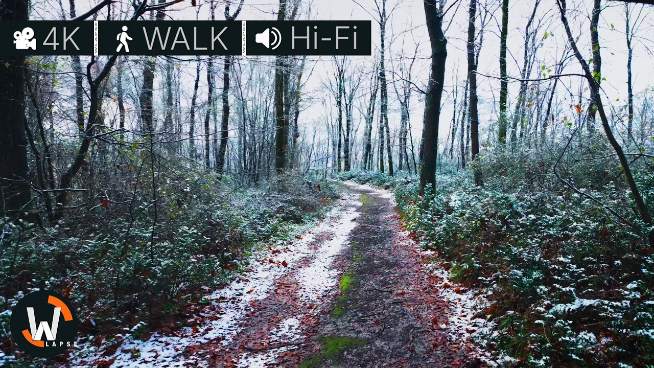Walking Through a Snowy Forest  Nature ASMR ❄️🌲