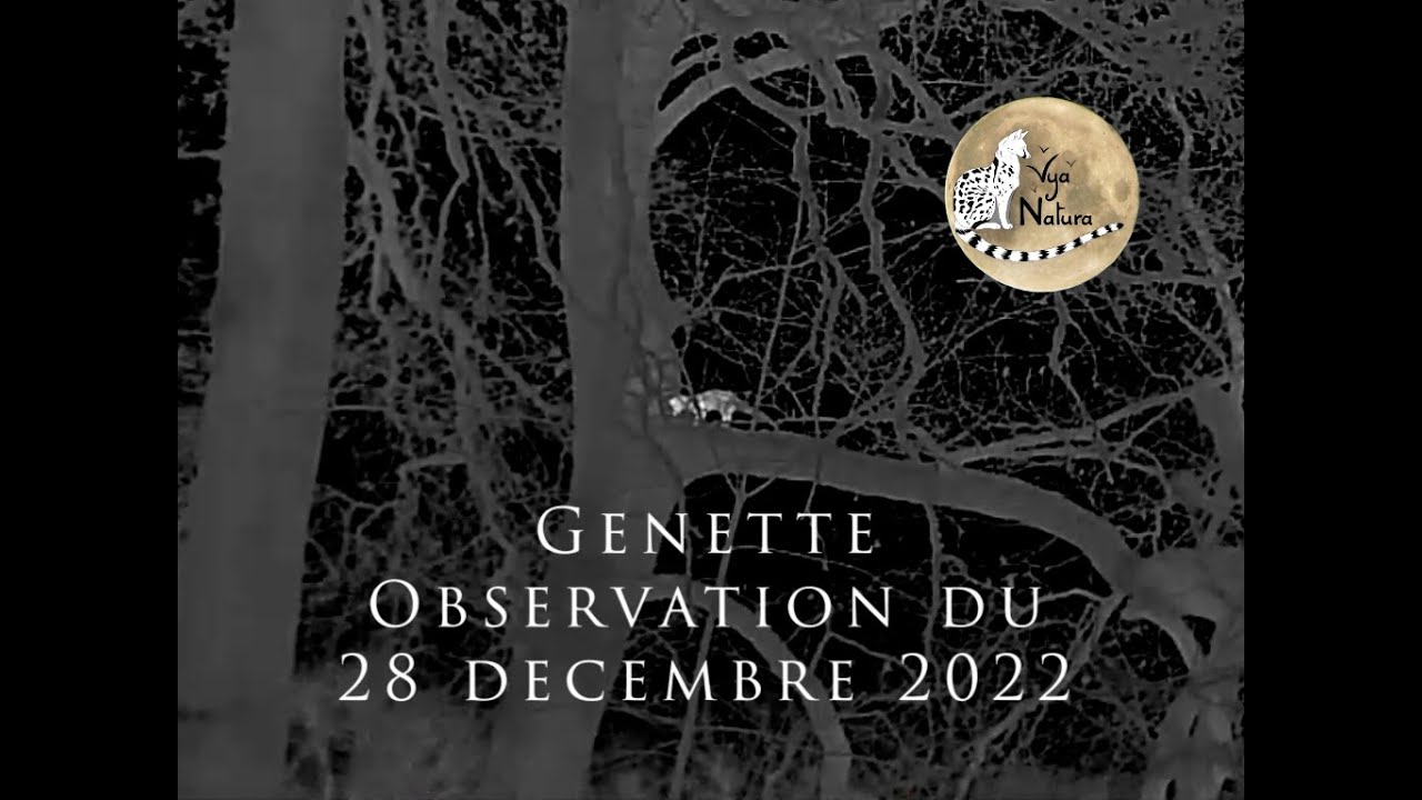 Genette en Dordogne - Observation du 28 12 2022